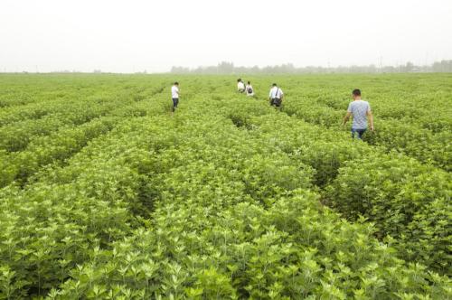  河南丝路之舟根植南阳艾草行业多年，与社旗国医仲景产业园